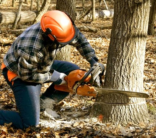 Tree Removal in La Coste, TX